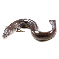 Угорь Угорь